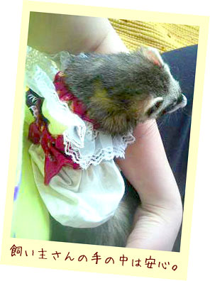 フェレットの洋服・赤毛のアン・フェレット１