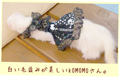 フェレットの服・ドクロドレス・白・フェレット２