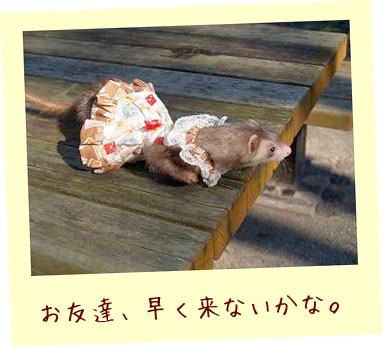 フェレットの服・切手柄ふわり白・フェレット１
