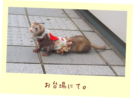 フェレットの服・切手柄ふわり白・フェレット２