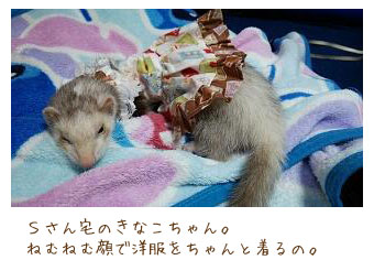 フェレットの服・切手柄ふわり白・フェレット３
