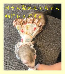 フェレットの服・切手柄ふわり白・フェレット４