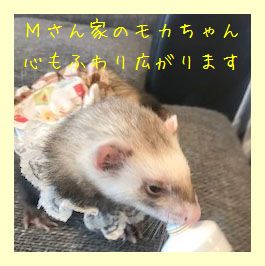 フェレットの服・切手柄ふわり白・フェレット５