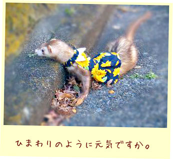 フェレットの洋服・ひまわり紺・フェレット１