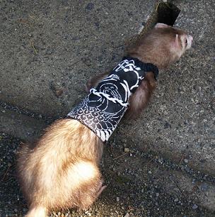 フェレットのベスト・オトコの鶴・黒・フェレット１