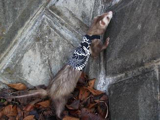 フェレットのベスト・オトコの鶴・黒・フェレット２