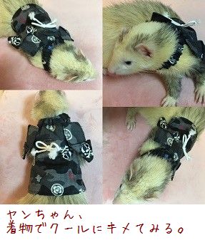フェレット着物・ドクロ・フェレット