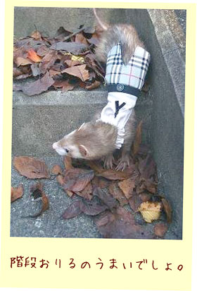 フェレットの服・制服・グレーチェックのズボン・フェレット