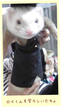 フェレット洋服・制服・フェレット１