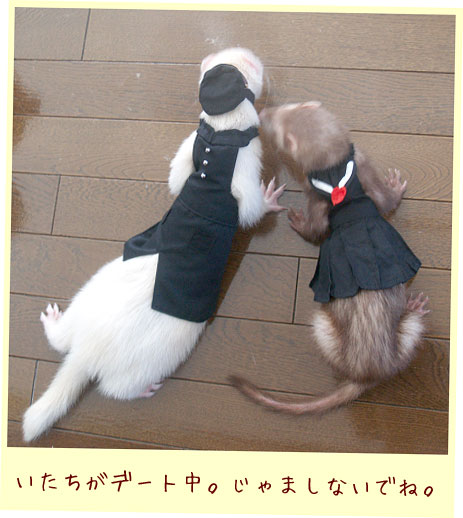 フェレット洋服・制服・フェレット２