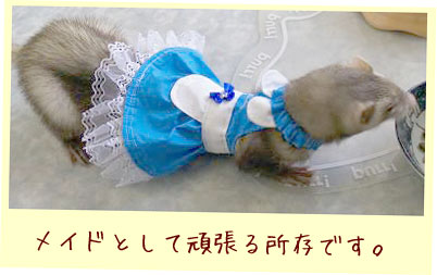 フェレットの洋服・ウェイトレス・水色・フェレット