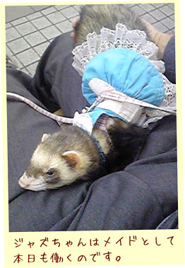 フェレットの洋服・ウェイトレス・水色・フェレット2