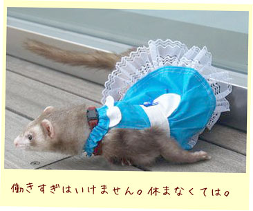 フェレットの洋服・ウェイトレス・水色・フェレット３