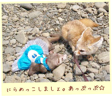 フェレットの洋服・ウェイトレス・水色・フェレット４