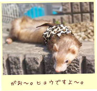 フェレットのベスト・ヒョウ柄ベスト・茶色・フェレット1