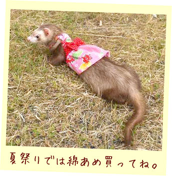 フェレット浴衣ドレス・ピンクの金魚・フェレット１