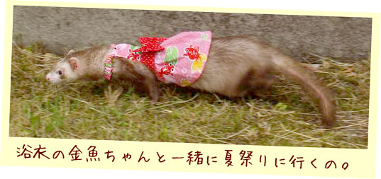 フェレット浴衣ドレス・ピンクの金魚・フェレット２