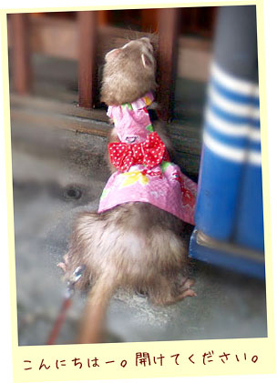 フェレット浴衣ドレス・ピンクの金魚・フェレット３