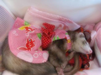 フェレット浴衣ドレス・ピンクの金魚・フェレット４