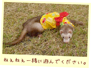 フェレット浴衣ドレス・黄色い金魚・フェレット１