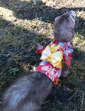 フェレット着物・晴れ着・赤・フェレット１