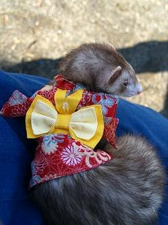 フェレット着物・晴れ着・赤・フェレット２