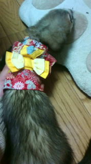 フェレット着物・晴れ着・赤・フェレット３