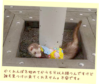 フェレット浴衣・黄色いあじさい＋緑水玉の帯・フェレット２