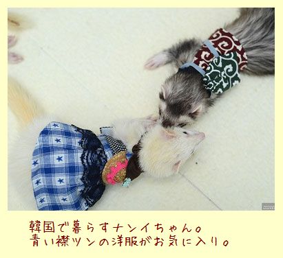 フェレットの洋服・青いチェックの襟ツン・韓国のフェレット