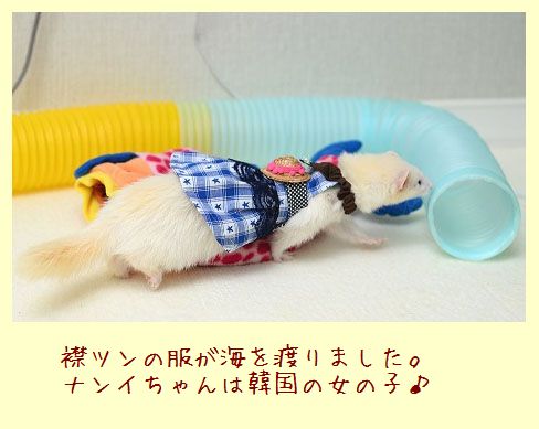 フェレットの洋服・青いチェックの襟ツン・韓国のフェレット