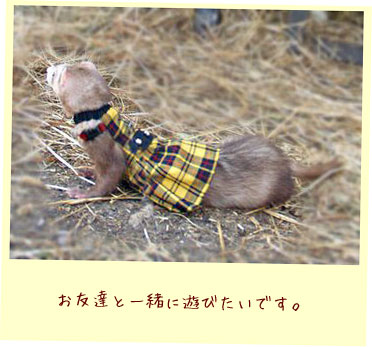 フェレット服・チェック・黄色・フェレット5