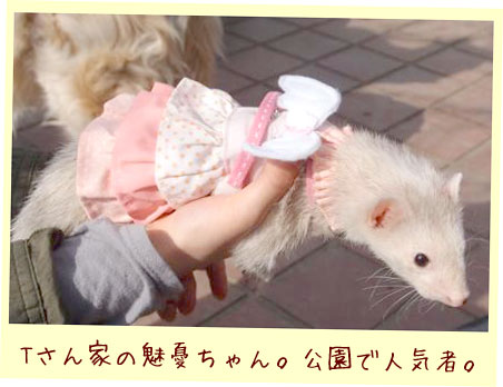 フェレットの洋服・ふりふり天使・ピンク・フェレット３