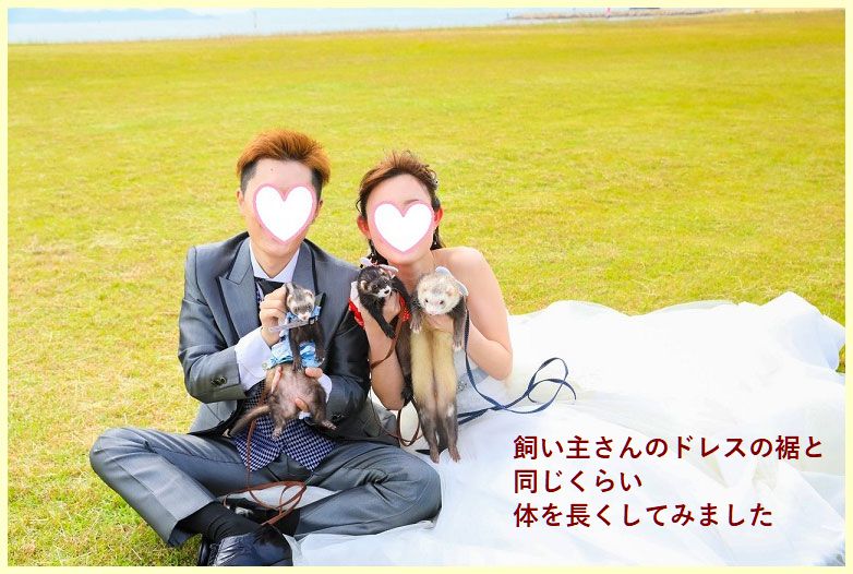 フェレットの洋服・ふりふり天使・赤４