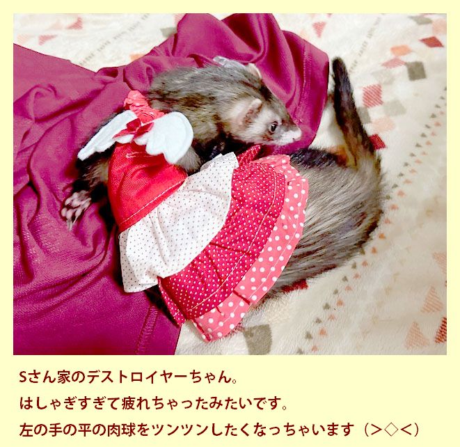 フェレットの洋服・ふりふり天使・赤４
