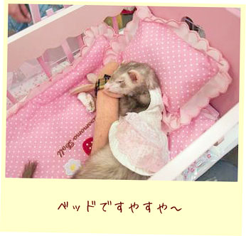 フェレット洋服・ふんわりピンクレース・フェレット１