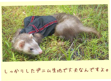 フェレット洋服・幾何学フェレット１