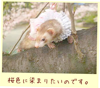 フェレット洋服・ピンクと白の段々ふりふり・フェレット１