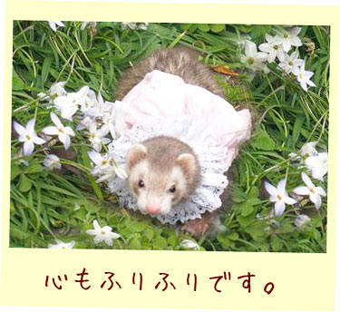 フェレット洋服・ピンクと白の段々ふりふり・フェレット２