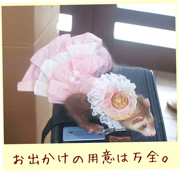 フェレット洋服・ピンクと白の段々ふりふり・フェレット２