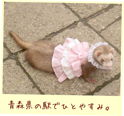 フェレット洋服・ピンクと白の段々ふりふり・フェレット２